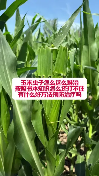 ôôʲô÷࣡ #ũҵݪֲ #ũũҵС֪ʶ #ũҵ֪ʶũ