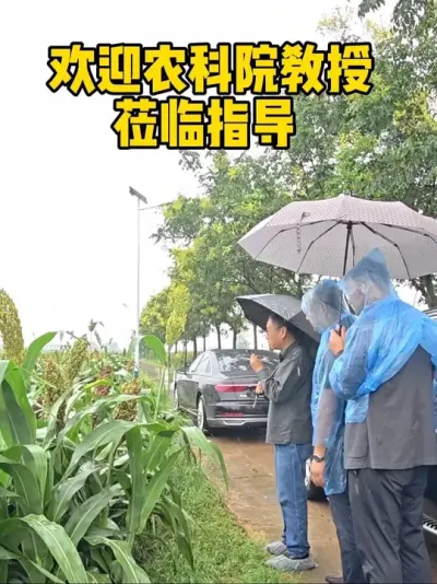 ӴŴгռŴ3Ŵ16ּǻָ#ݪֲ#Ʒ#չ