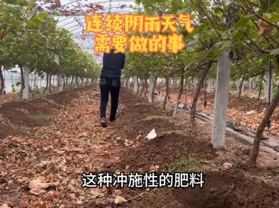 һѵ޷ʩǸ# #ݪֲ #ũҵݪֲ #ʩ #ƽ