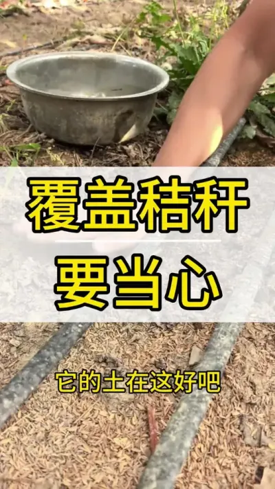 ֽո Ҫʵ #ݪֲ #õ #ݪֲ #ݪֲ #ʯ