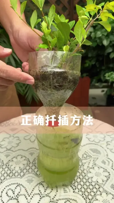 Ǥֲĸ߳ɻҪ#Ǥ #ֲ #С֪ʶ