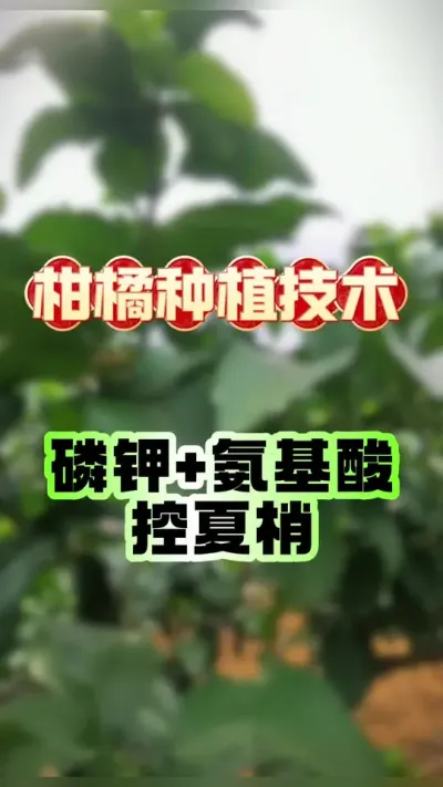 #上热门 磷钾+氨基酸控夏梢 #柑橘种植 #施肥 #农业 #果农