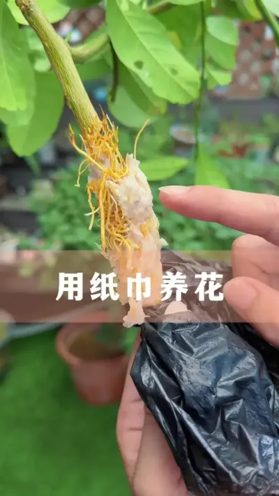 ֽû뵽ô#ֲ #С֪ʶ #İ