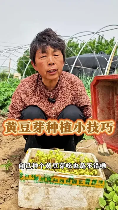 黄豆芽种植小技巧#三农 #黄豆芽 #豆芽 #蔬菜杨大姐#蔬菜种植 #种植小技巧 @DOU+小助手 @抖音创作小助手 @DOU+上热门 @