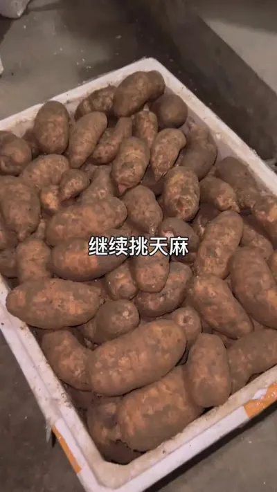 ڽ #ݪֲ #ʲժ #ֱ@С