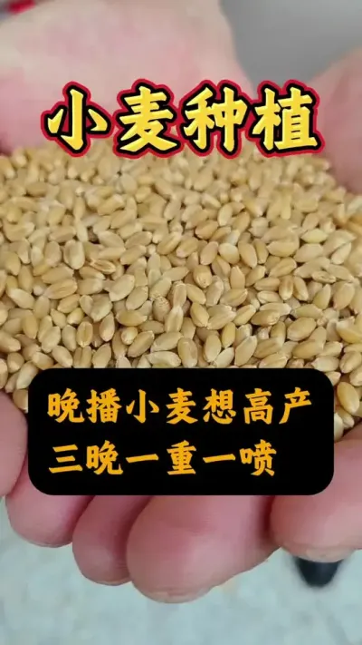 СһҪעˣ#Сݪֲ #С