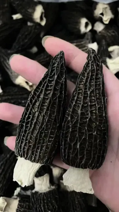 ……һֱʵɫڵǾ # # #Ǿ #Ǿݪֲ #Ǿݪֲ