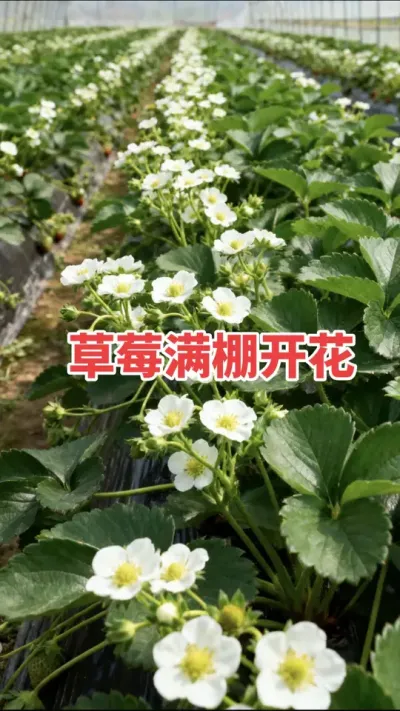 Ҫݮֻһƿ㶨#ѿֽ#ٻ#ũ