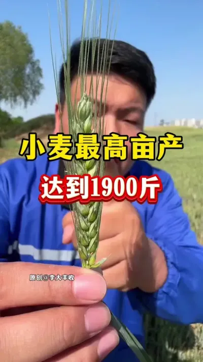 小麦最高亩产，已经1900斤！ #种植小技巧 #小麦种植 #小麦最高亩产 #小麦膨大剂