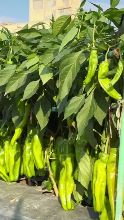 #ݪֲ #ũҵݪֲ #ũݪֲ