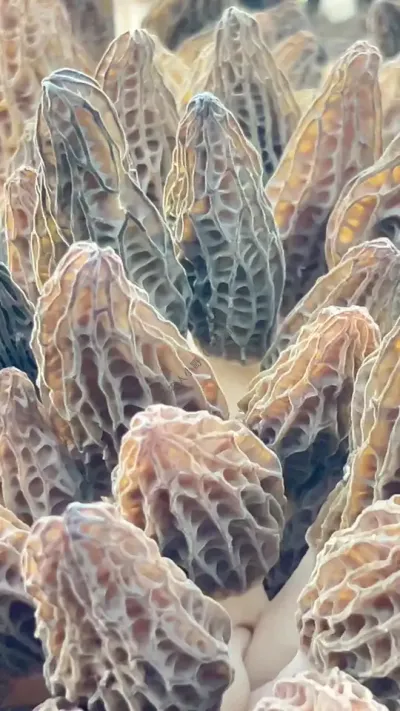 ƽʽժǾ…… #Ǿ#Ǿݪֲ #Ǿݪֲ # #