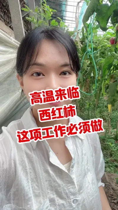 #西红柿种植 #记录我的种植生活 #大棚西红柿  点个关注 互相学习吧 @抖音小助手