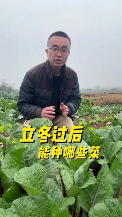 立冬过后能种哪些菜？#种菜小技巧 #蔬菜种植技巧 #种菜 #学种菜 #家庭种菜