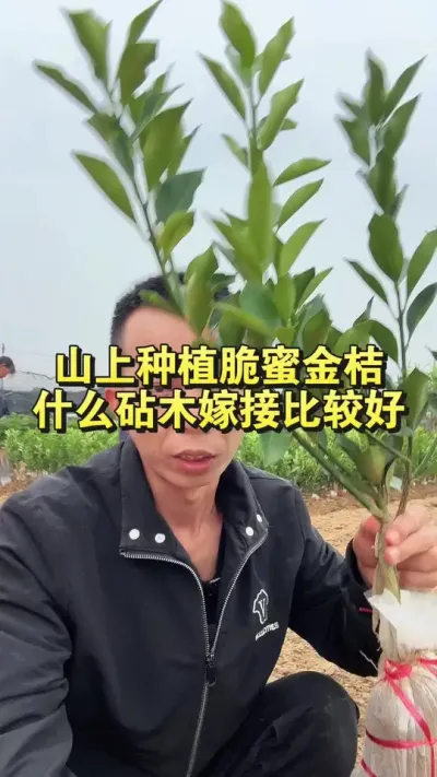 ɽݪֲ۽ʲôľ޽ӵĽ #۽ #۽ݪֲ #繩Ӧ