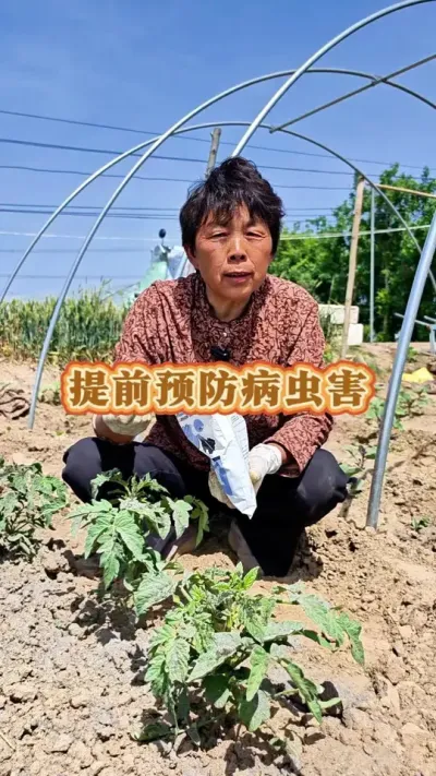 草木灰的好处#蔬菜种植 #病虫害防治 #草木灰 #草木灰的作用 #草木灰防虫 @抖音创作小助手 @DOU+小助手 @DOU+上热门