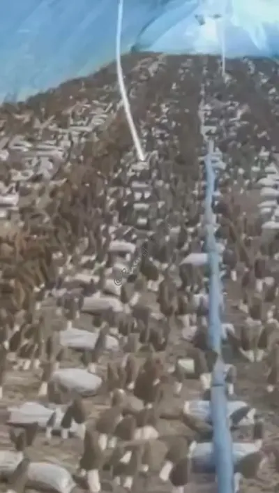 أã ǾΪʲôߵĺõԵԭվ͸ͻվɱʪ#Ǿ #Ǿݪֲ #Ǿ # #