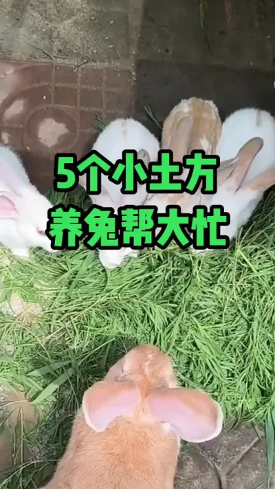 五个小偏方，养兔帮大忙#抖音三农#养兔#养殖