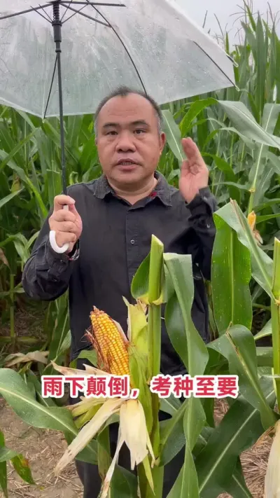 Ʒڶݡ븯˥޵ߵǿѡĹߣ