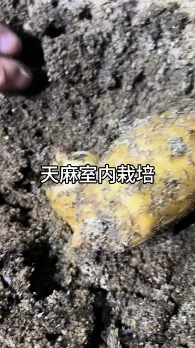 ݪֲ #ũݪֲ #շ #ݪֲ@С