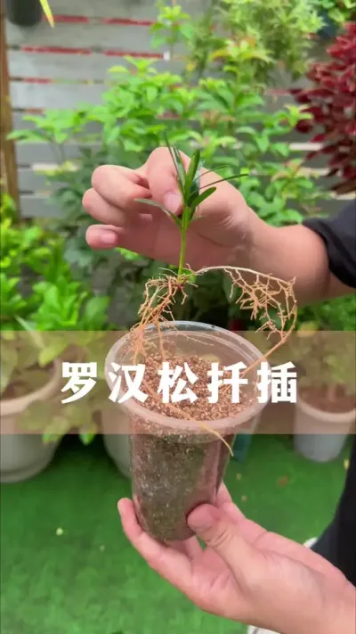 ޺ǤҪ#޺ #ֲ #С֪ʶ #