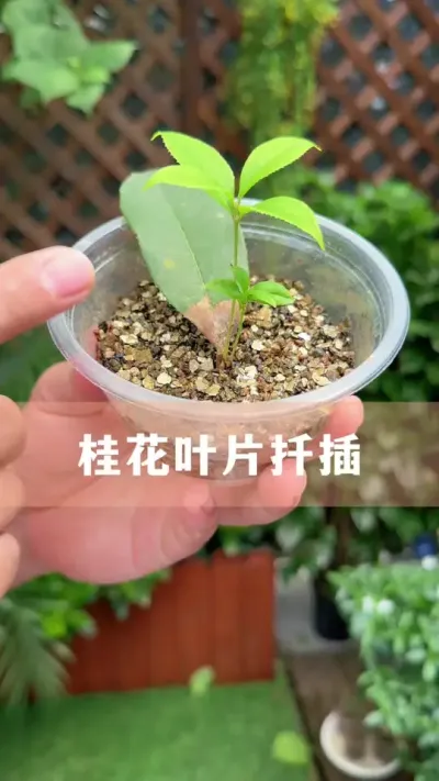 ҶƬǤҪ# #ֲ #С֪ʶ