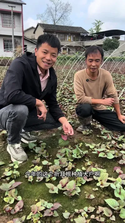 Ȳϲ#ũҵݪֲ #紴ҵ #ũ