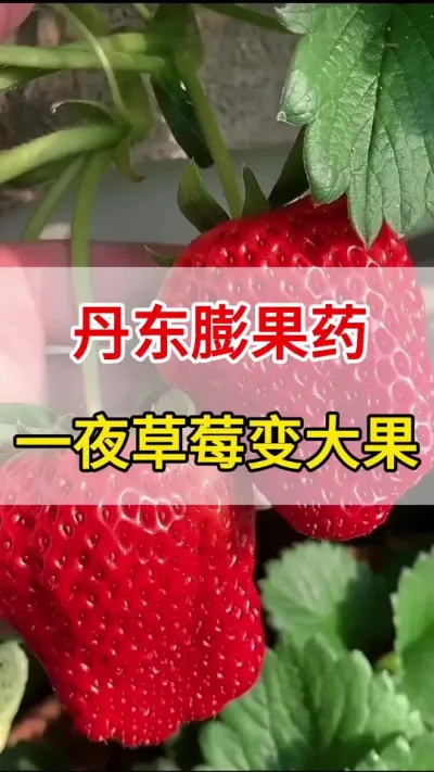 草莓膨果就用它，花多果多产量高#膨果#三农#增产