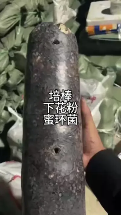 »ۻ #ũݪֲ #ݪֲ#ݪֲ @С