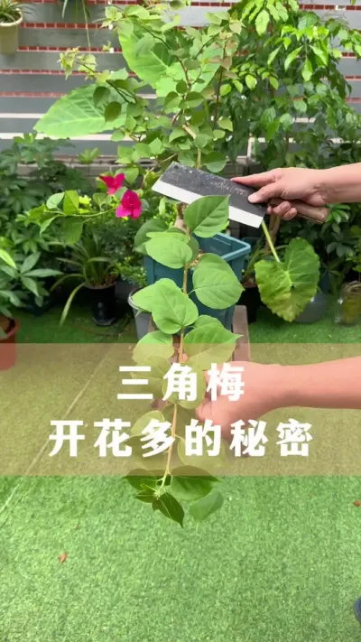 三角梅开花多的秘密是先促芽 #三角梅 #花卉绿植 #养花小知识