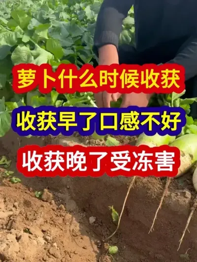 ܲʲôʱջ˿ڸǷܶ #ܲݪֲ #ܲݪֲ #ũҵݪֲ #ݪֲС #ũҵ֪ʶũ