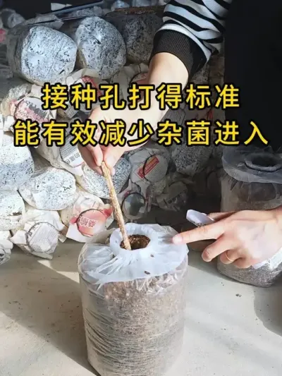 ƽݪֲִ״ñ׼̭ӾĢú#ƽݪֲ #ƽ #ʳþݪֲ #ݪֲ