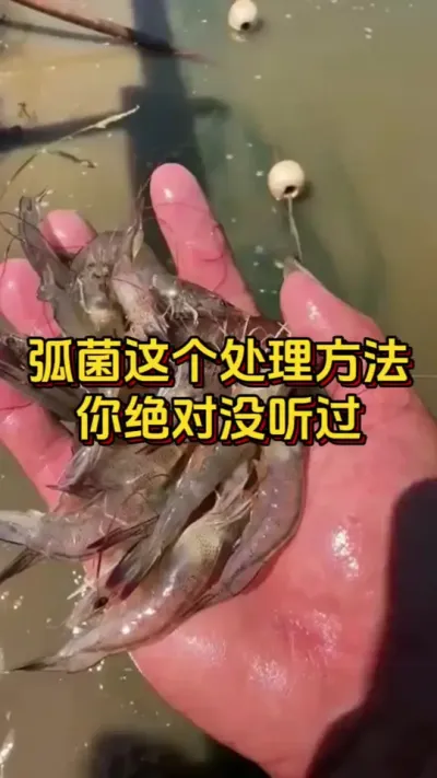 弧菌这个处理方法，你绝对没听过#水产养殖 #南美白对虾 #养虾人 #嘉骏集团 #嘉骏新水产
