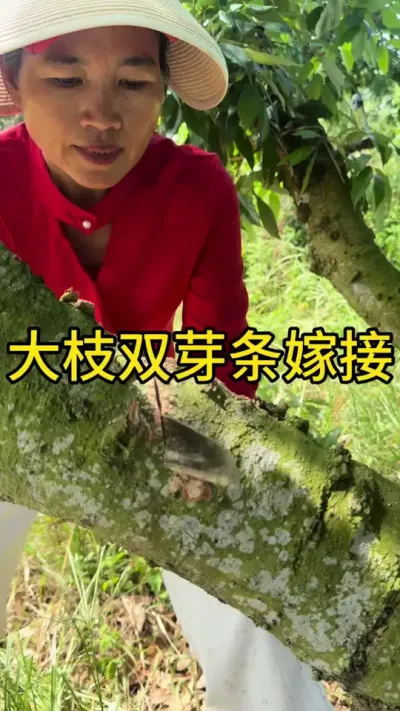 ֦˫ѿ޽#޽ #dou㶫 #ũ2025 #ѧũ