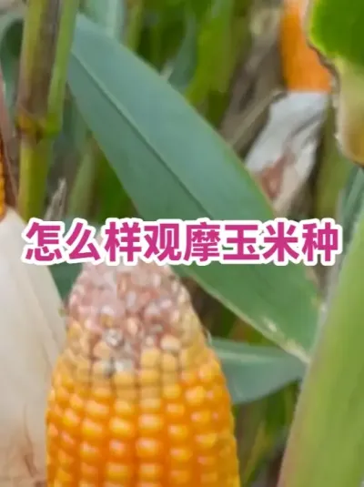 ôĦ ͡Ҷ͡桢ʲôֳЧôûӰ̫صȱܶȶӦӾϸͺʡʡ……һݣ#ũݪֲ