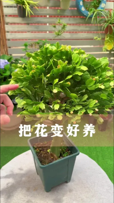 把难养的花变好养#花卉绿植 #养花小知识 #爱生活爱养花 #分享养花经验