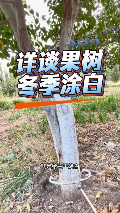 ̸Ϳף#Ϳ#ũ #ũշͬ#÷ݪֲ#溦