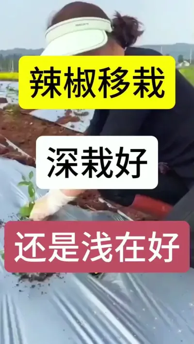 咱们辣椒种下之后，这个工作一定要做#农业种植 #三农 #辣椒种植 #病虫害防治