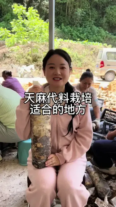 天麻代料栽培适合的地方 #种植技术 #天麻