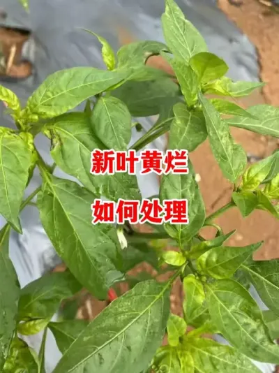 辣椒新叶发黄褶皱难道得了病毒病了？#辣椒种植 #辣椒 #小米辣 #线椒 #新农人计划2025