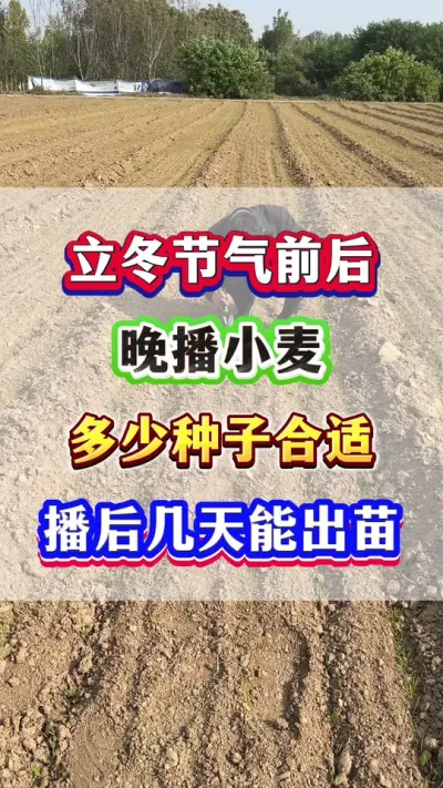 СһĶزӺܳ #Сݪֲ #С߲ #Сݪֲ #С  #ũҵݪֲ