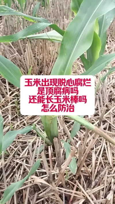 ���Ƕ��������� #��ũ #ݪֲ���� #��ϵ��ũ������ũ #�׽���³��ũ�˵���ֱ������