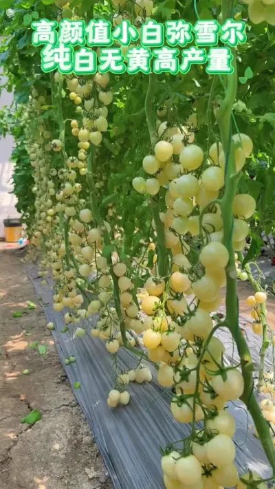 ֵСѩ޻ӲȺã#ũ #ݪֲ #ũҵ #ǿƼ #ũ