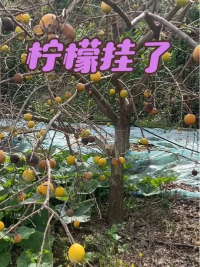 ʹ#ũ #ũ #ݪֲ ##ũũ