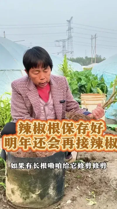 辣椒根保存好明年春天还能结辣椒#三农 #辣椒 #蔬菜杨大姐 #种植小技巧@抖音创作小助手 @DOU+小助手 @DOU+上热门