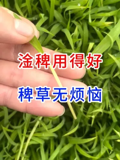淦稗用的好，稗草无烦恼，现场实际检验 #分享农业知识帮农民增产增收  #农业种植  #种植小技巧  #寒地水稻种植 #三农