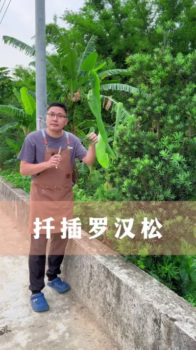 罗汉松不用买，剪根枝条就能扦插成活#罗汉松 #扦插 #花卉绿植 #养花小知识