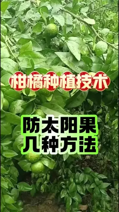 ̫ļ˭˸ʺĹ԰#ݪֲ #ٹ #̫ #ũ #ũҵݪֲ