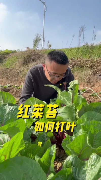 ̦Ҷ#ֲС #ͥݪֲ #ݪֲС #ֲ #עһѧֲ