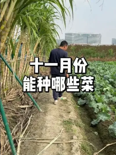 十一月份可以种哪些蔬菜 #三农 #蔬菜种植