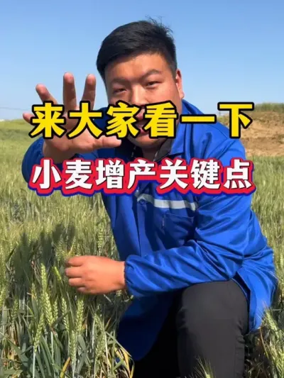 来，大家看一下！小麦增产关键点！ #种植小技巧 #农业种植 #小麦种植 #小麦膨大剂